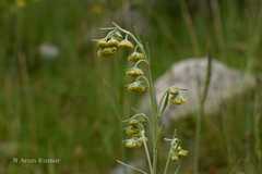 Artemisia macrocephala